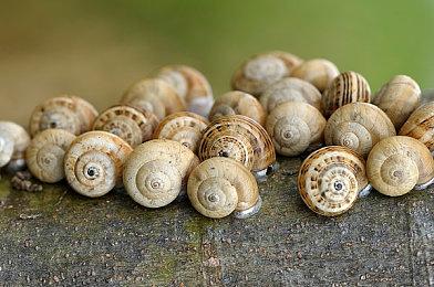 感谢《星空》 XSX在亚马逊的销量增长了10倍